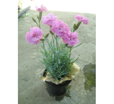 Гвоздика садова Пінк Джевел   (D. caryophyllus L  hybr. 'Pink  Jevel')  